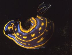 A nudibranch (Hypselodoris cantabrica), shot in Baleal, P... by Joao Pedro Tojal Loia Soares Silva 